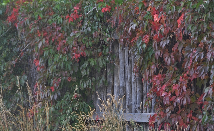 red leaves on fence